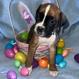 Boxer Puppies from Reynolds Homestead Boxers