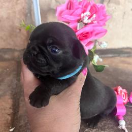 Blue collar - Black male Pug puppy in Tucson, Arizona from Furever Friends