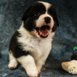 American Corgi, Cardigan Welsh Corgi, and Pembroke Welsh Corgi Puppies from Cal Beach Corgis