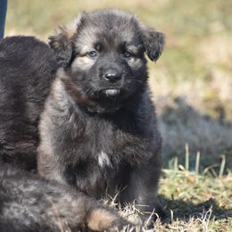 Shiloh Shepherd Puppies from Echo Shilohs