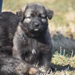 Shiloh Shepherd Puppies from Echo Shilohs
