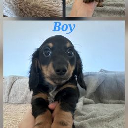 Rumple - Black and tan male Dachshund puppy in Queen Creek, Arizona from Wigglebutts Miniature Dachshund Az
