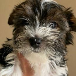 Havanese from Lordocs
