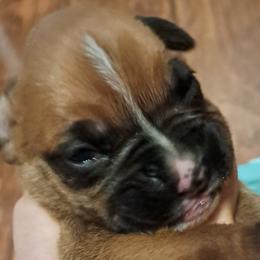 Olive boy - Fawn male Boxer puppy in Franklin, Georgia from Lakeside Kennels of Franklin