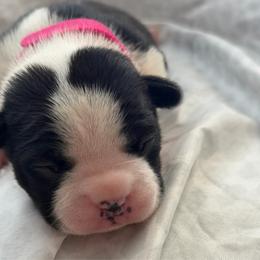 Girl 2- Lady - Black and white female Boston Terrier puppy in Piedmont, South Carolina from The Gentlemen Breed