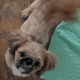 Lobo - Shih Tzu