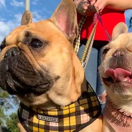 French Bulldogs from My Beloved Frenchies