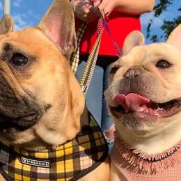 French Bulldogs from My Beloved Frenchies