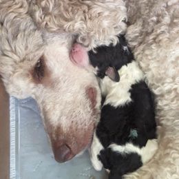 Poodle Puppies from New Hope Standard Poodles