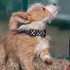 Portuguese Podengo Pequenos and Silken Windhounds from Perla Sighthounds
