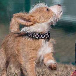 Portuguese Podengo Pequenos and Silken Windhounds from Perla Sighthounds
