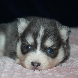 Pomsky puppies from Bingo's Wolfhounds, Lollipop Pomskies
