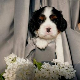 Cavalier King Charles Spaniel Puppies from London Fog Cavaliers
