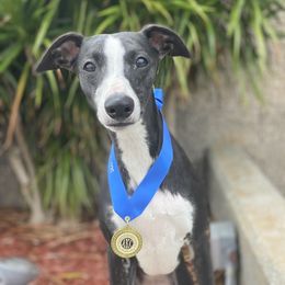 Eclipse - Whippet