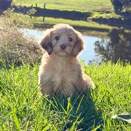 Pumpkin - Red merle female Aussiedoodle puppy in Taylor, Missouri from Pawsitively Doodles