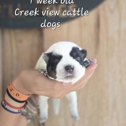Boy 1 - Blue male Australian Cattle Dog puppy in Monroe, North Carolina from Creek View Cattle Dogs