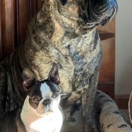 Boston Terriers and Bullmastiffs from Melkev's Bullmastiffs and Boston Terriers