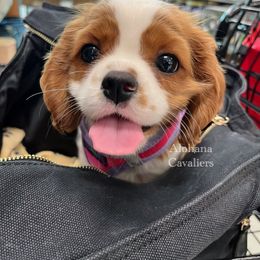 Cavalier King Charles Spaniel Puppies from Alohana Cavaliers