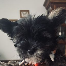 Sporty Mix puppies from Shirley's Yorkie poos
