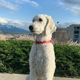 Chanel - Poodle