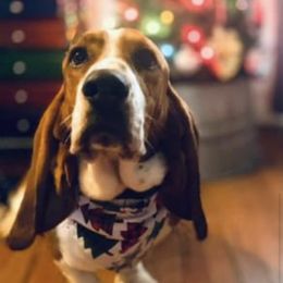 Flash - Basset Hound