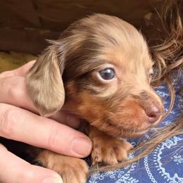 Chloe's chocolate and tan dapple boy - Dapple male Dachshund puppy in Caldwell, Idaho from Dozendachs