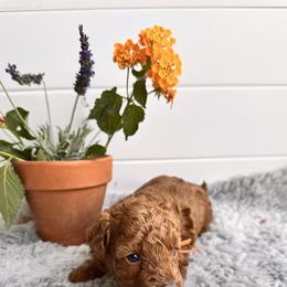 Boy 1 - Red  male Poodle puppy in Las Vegas, Nevada from Vegas Toy Poodles