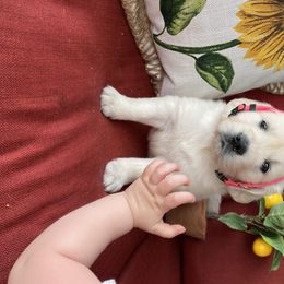 Golden Retriever Puppies from Autumn Lane Goldens