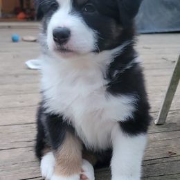 Australian Shepherds from Beasley Aussies