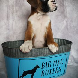 Boxer Puppies from Big Mac Boxers