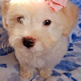 Maltipoo Puppies from Little Cupcakes and Little Pumpkins Maltipoos