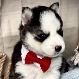 Maximus - Black tan and white male Siberian Husky puppy in Atlanta, Georgia from Lobban Huskies