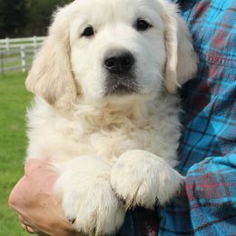 Boy 5 - male Golden Retriever puppy in Chehalis, Washington from Tradition Golden Retrievers