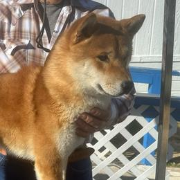 Uno - Shiba Inu
