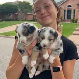 Miniature Australian Shepherd and Toy Australian Shepherd Puppies from Hailey's Miniature Australian Shepherds