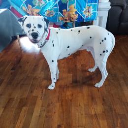 Silver Boy LUA - Dalmatian puppy from Mid-Michigan Dalmatians