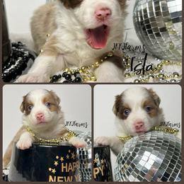 (7) Cupid, RMF - Red merle female Miniature American Shepherd puppy in Huntington, Texas from JKKJ Farms