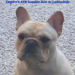 Henri - French Bulldog