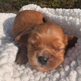 Strawberry - Red female Cavapoo puppy in El Sobrante, California from Mckendra's Legacy