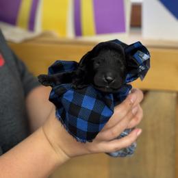 Baby boy - Black male Portuguese Water Dog puppy in Chatfield, Minnesota from Next Generation