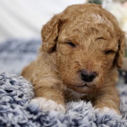 Bernedoodle, Goldendoodle, and Poodle Puppies from Raintree Standard Poodles & Mini Doodles