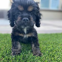 Boy 2 - Black white and tan male Cocker Spaniel puppy in Renton, Washington from Cam’s Cockers