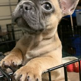 French Bulldog Puppies from Monarchy's Finest French Bulldogs