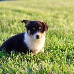 Boy 2 - Black and tan male Pembroke Welsh Corgi puppy in Ocala, Florida from Dolan Farms Corgis