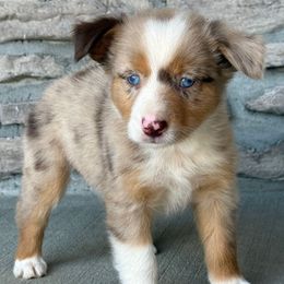 Luna - Red merle female Miniature Australian Shepherd puppy in Cunningham, Tennessee from Copper Creek Aussies