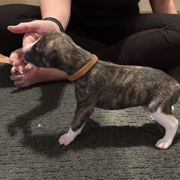 Whippet Puppies from Sara's Whippets