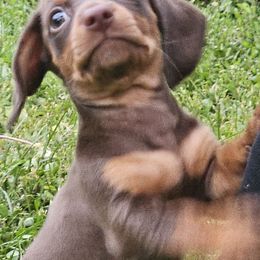 Lolla - Chocolate and tan female Dachshund puppy in Neola, Iowa from Eiram Dachshunds