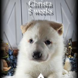 Christa - White female German Shepherd puppy in Sequim, Washington from German Shepherd Haus