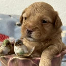Mary Queen of Scots - Red female Havanese puppy in North Richland Hills, Texas from A Royal Havanese Court