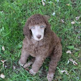 Poodle Puppies from RK'S Pets